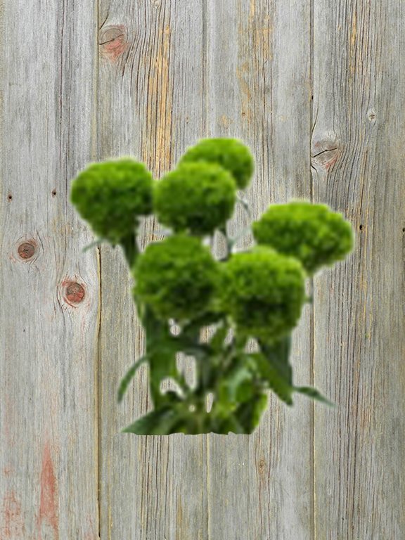 LADY IN GREEN  GREEN DIANTHUS